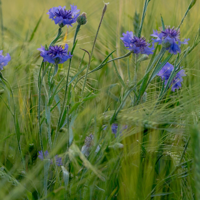 Cornflower