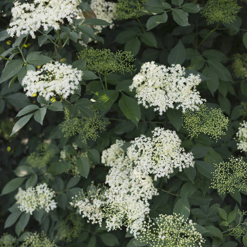 Elderflower
