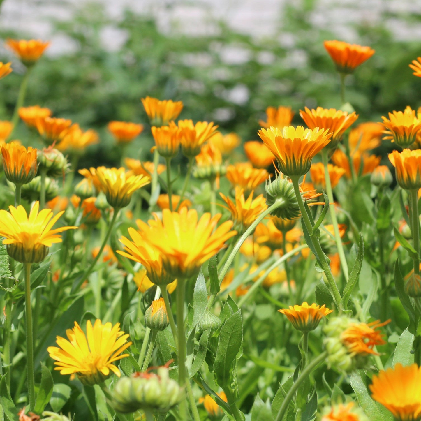 Calendula