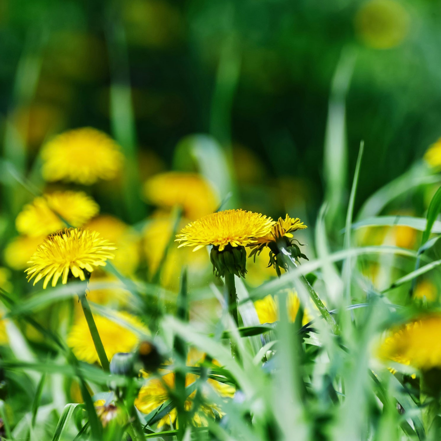 Dandelion