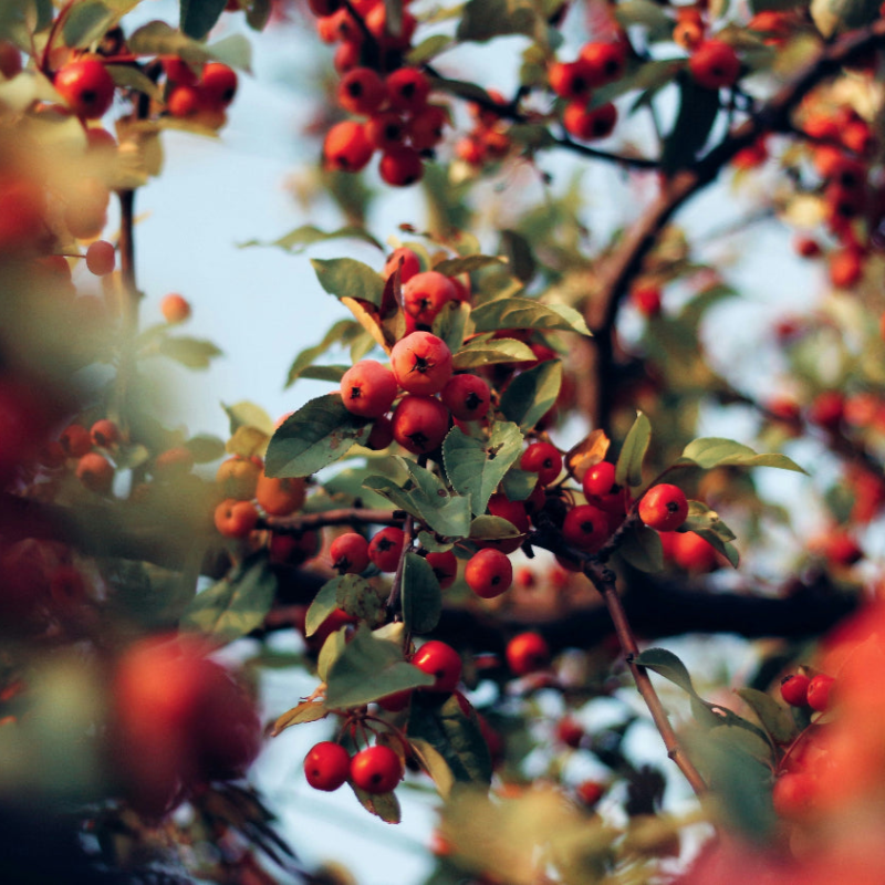 Rosehips