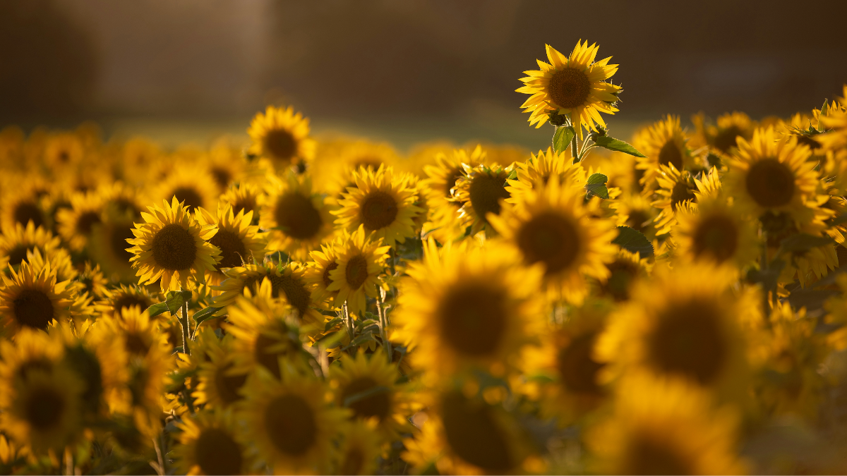 Sunflower field with a single sunflower in the foreground during sunset.