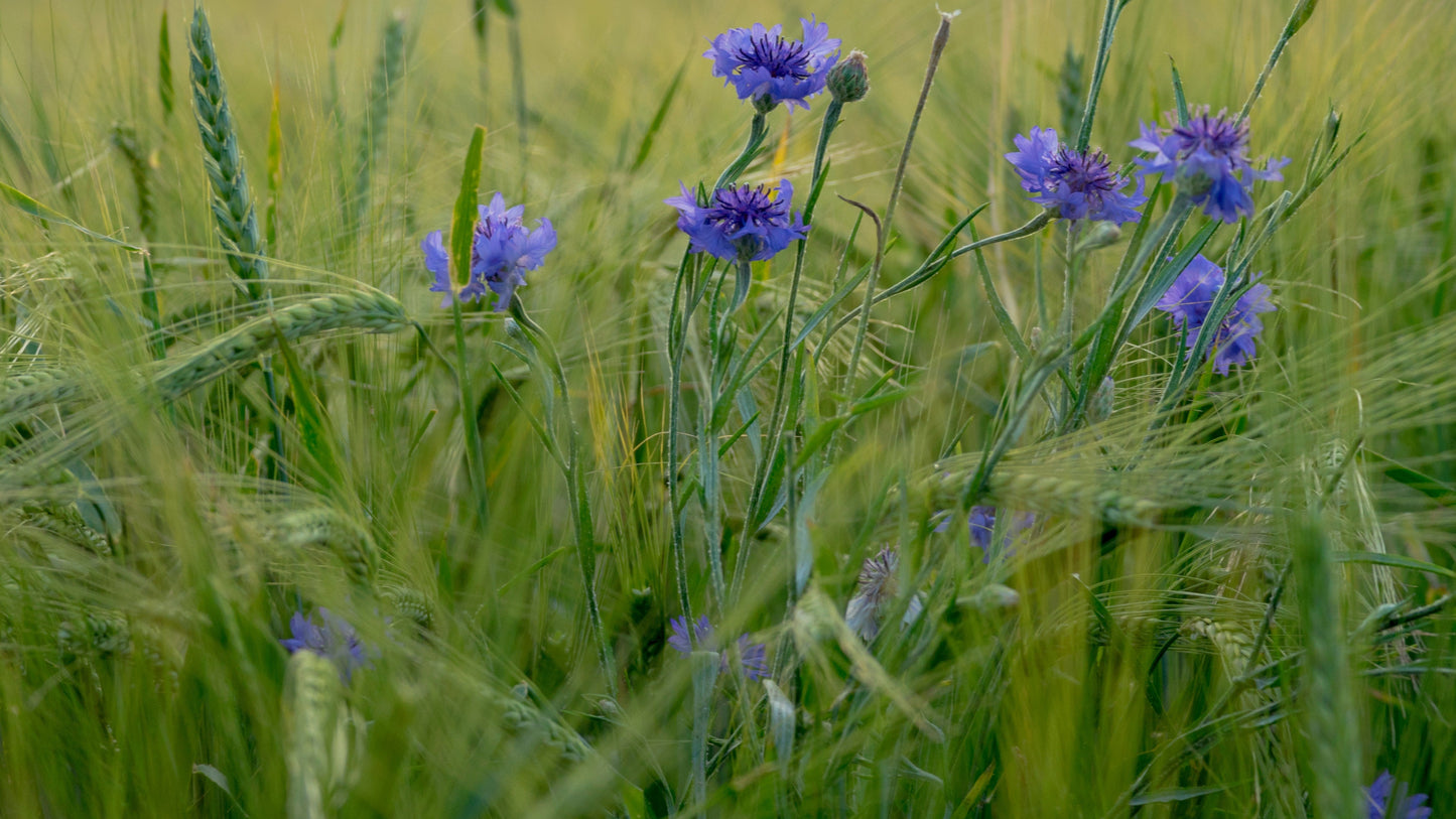Purple cornflowers among green grass in a field