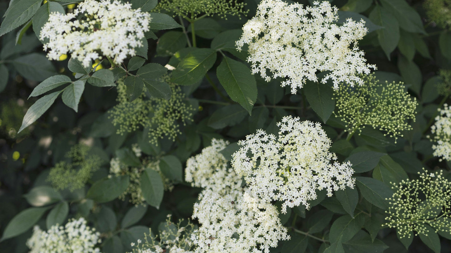 White elderflowers with green leaves on a dark background
