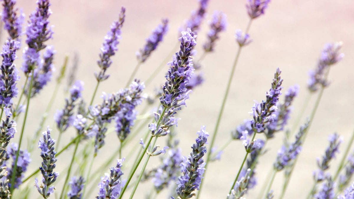 Close-up of lavender flowers with a soft pink background