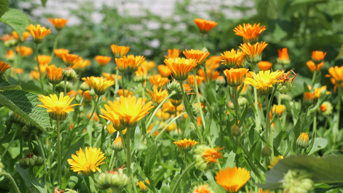 Field of orange calendula flowers with green leaves in the foreground
