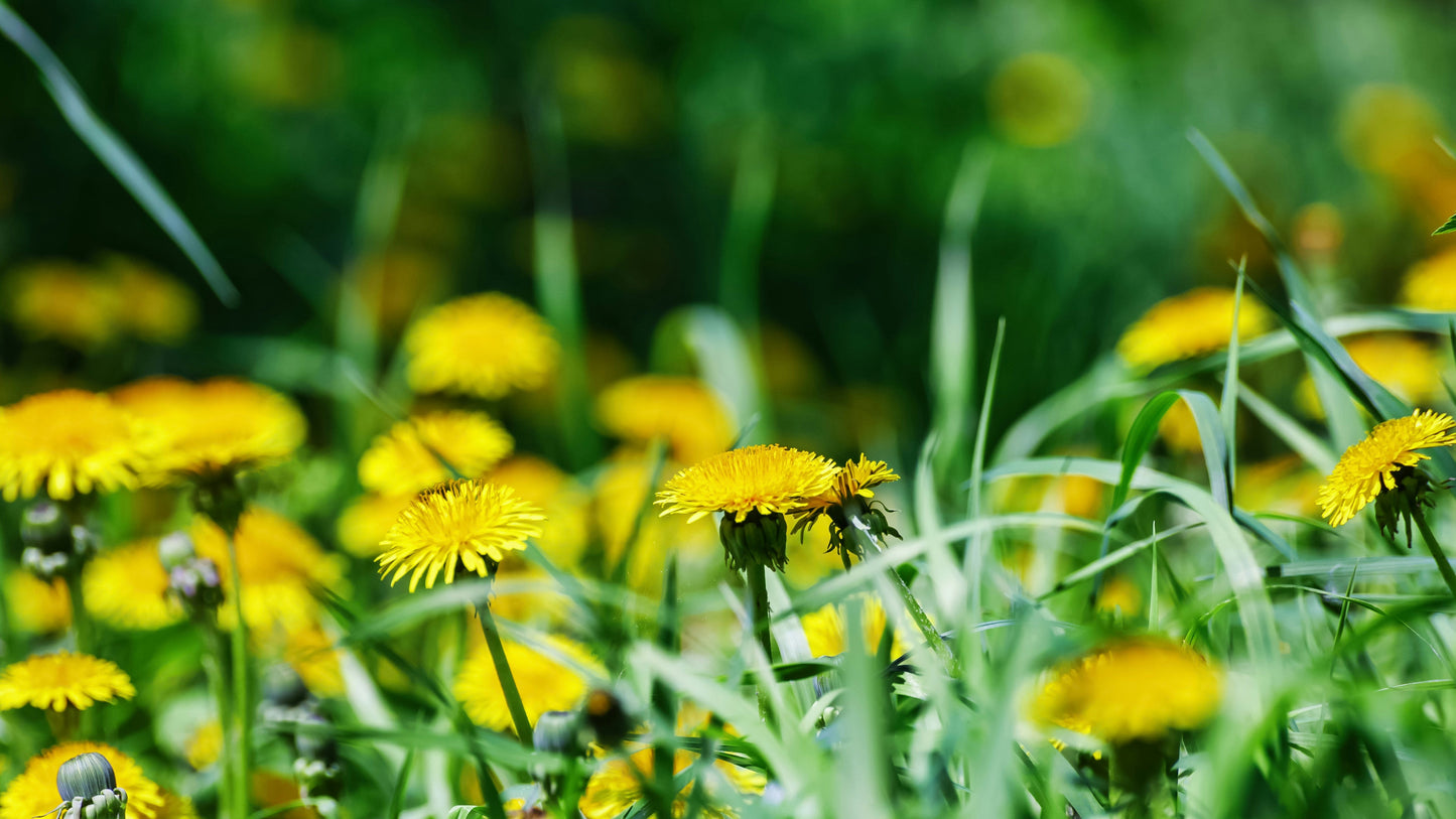 Yellow dandelion flowers in a field with a blurred green background
