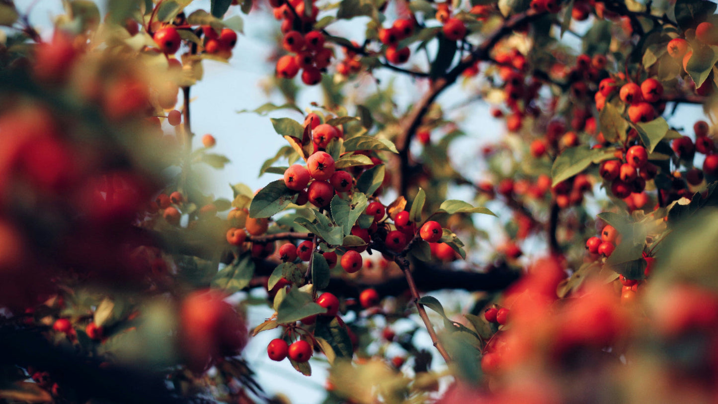 Close-up of rosehips on a tree with a blurred background