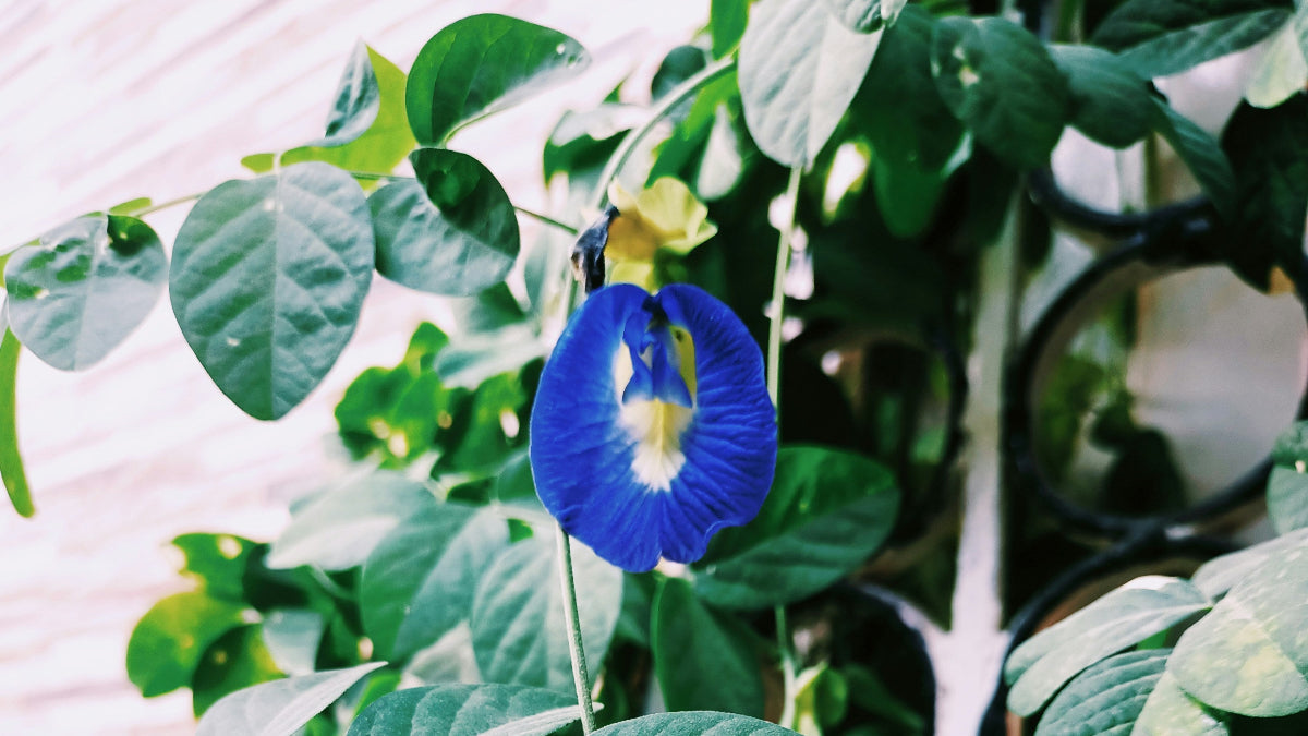  Butterfly Pea Flower