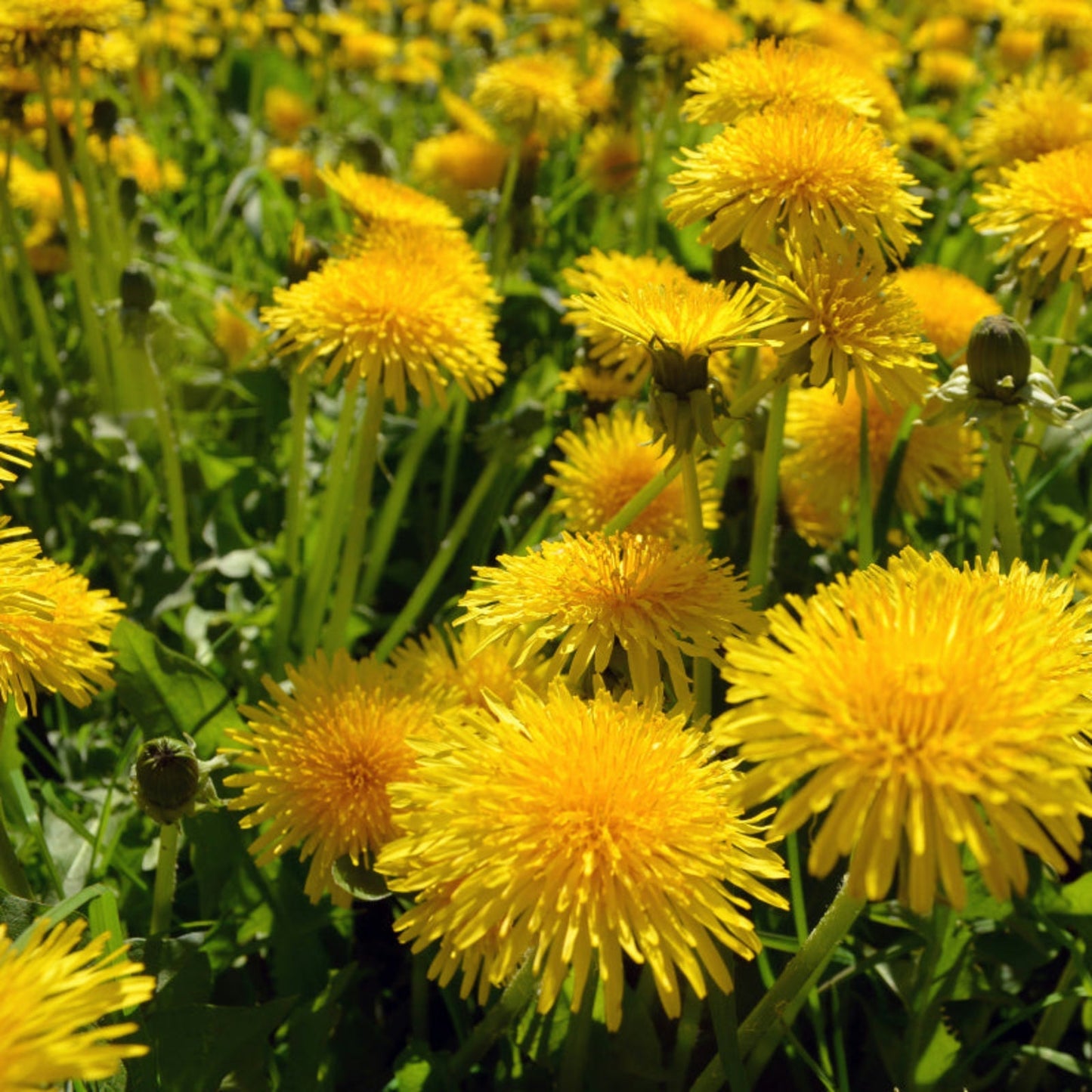 Dandelion