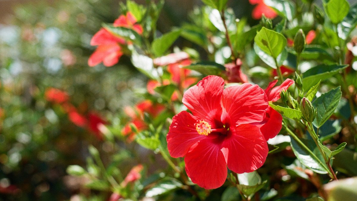 Hibiscus