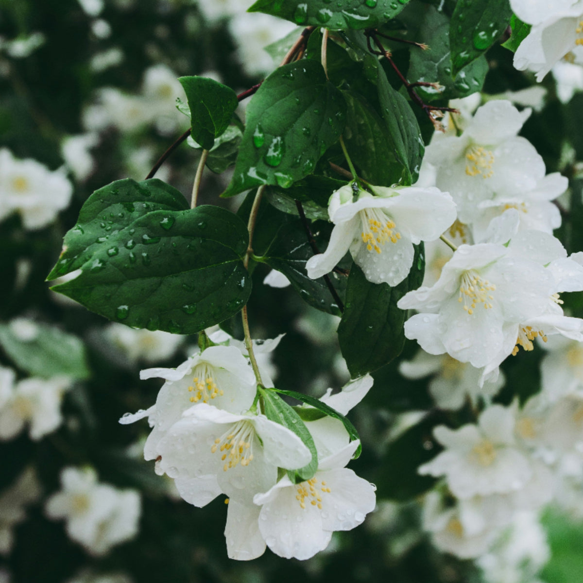 Jasmine
