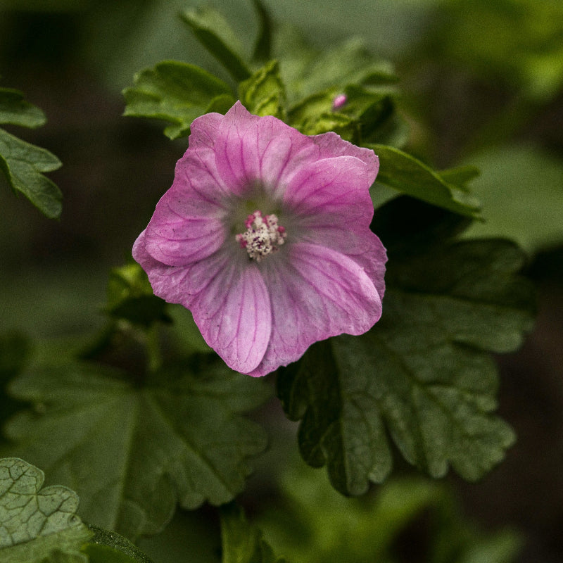 Mallow