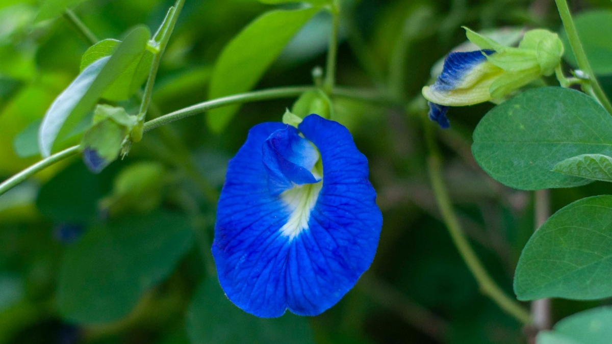Butterfly Blue Pea Flower