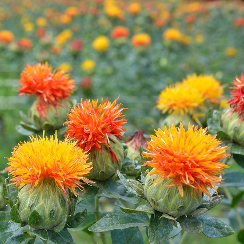 Safflower