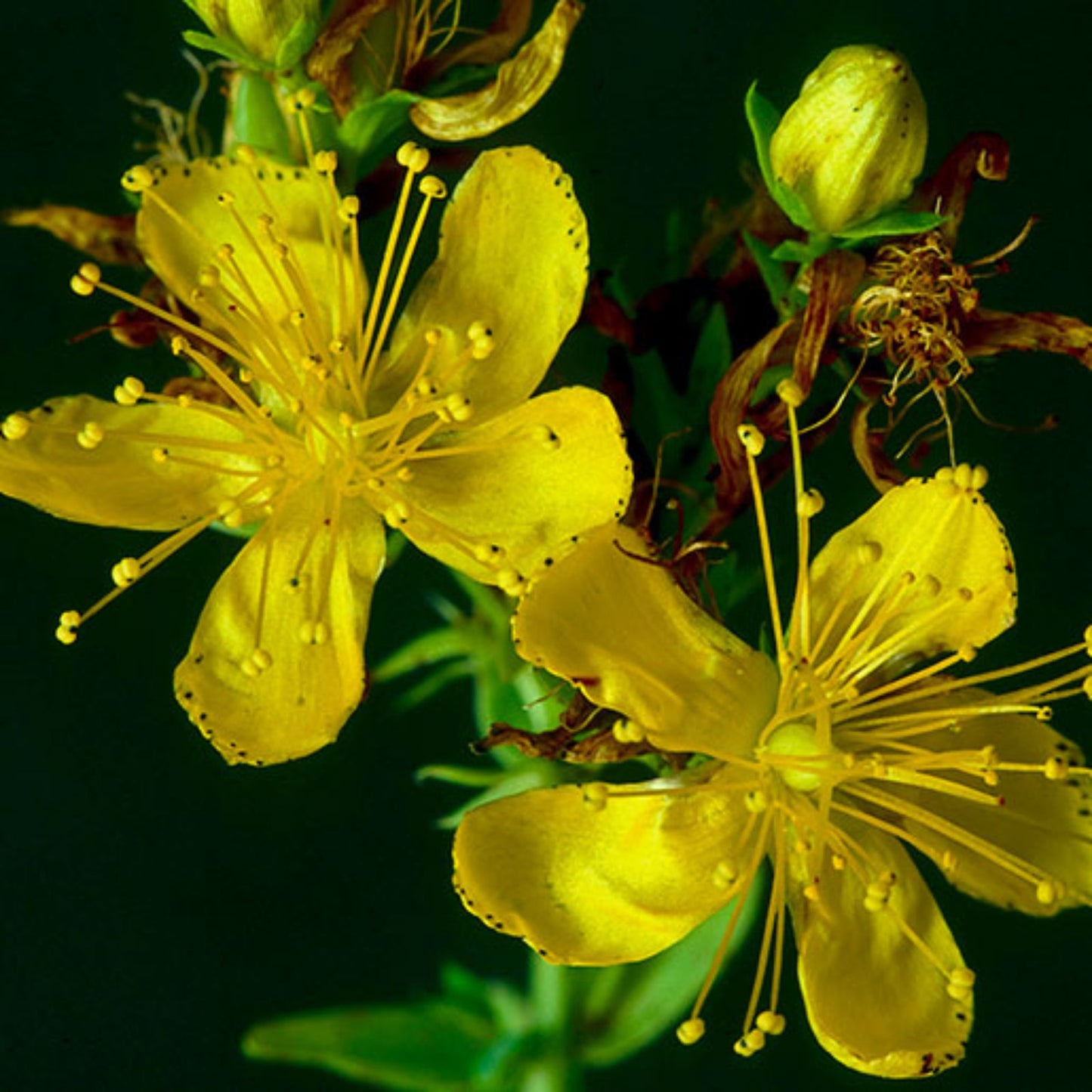 St. John’s Wort