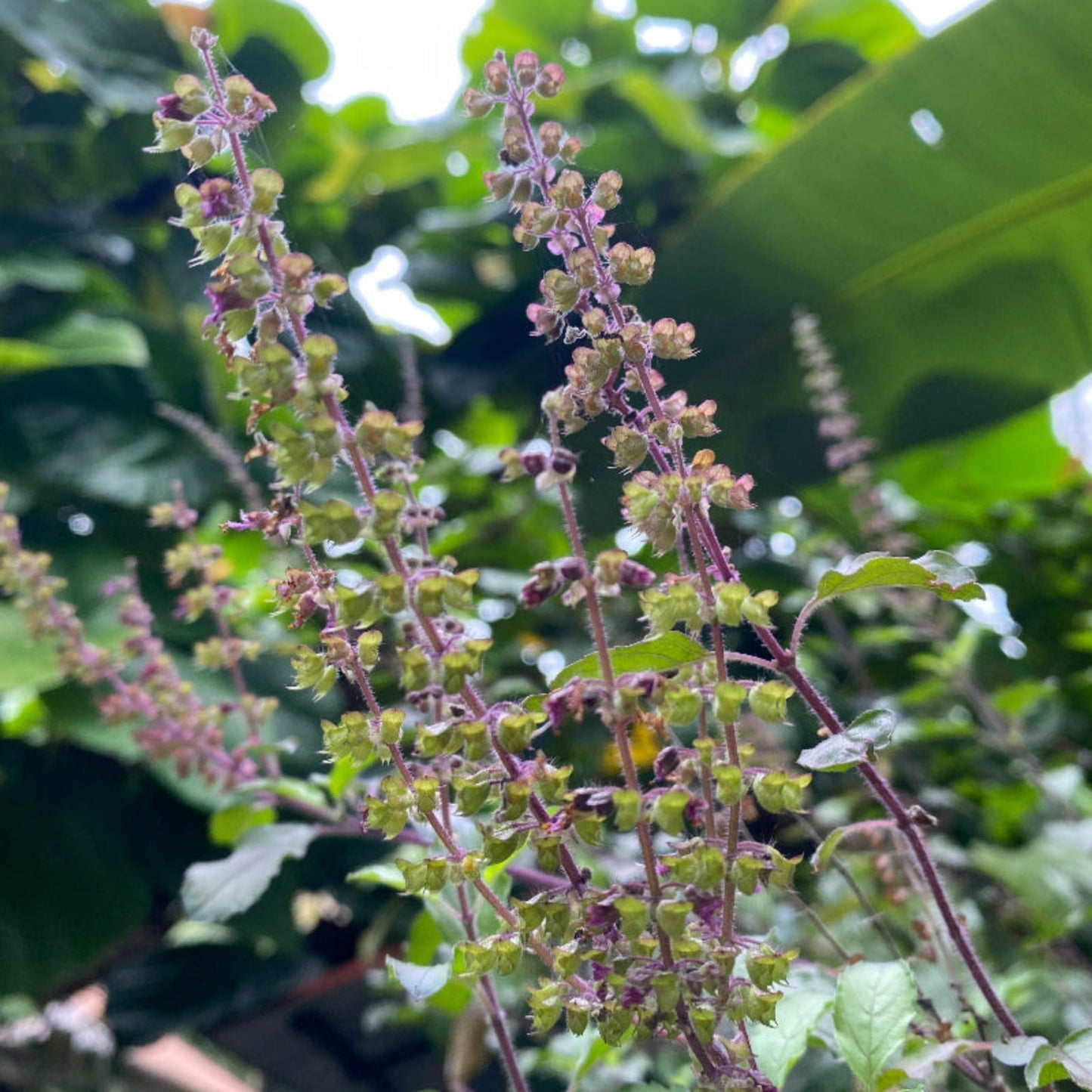 Tulsi