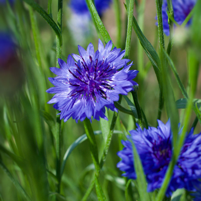 Cornflower