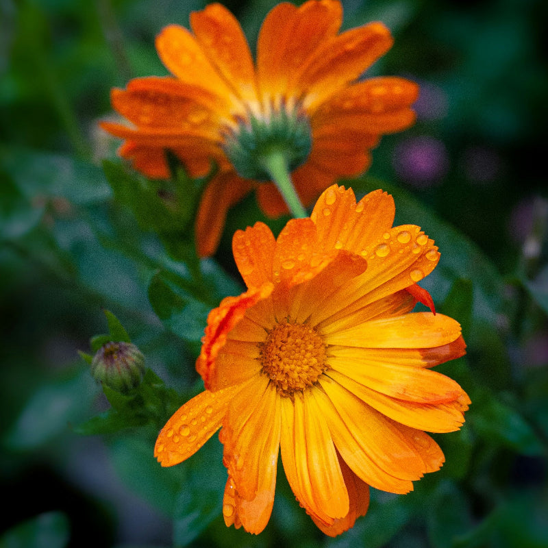 Calendula