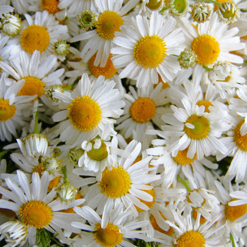 Close-up of chamomile flowers