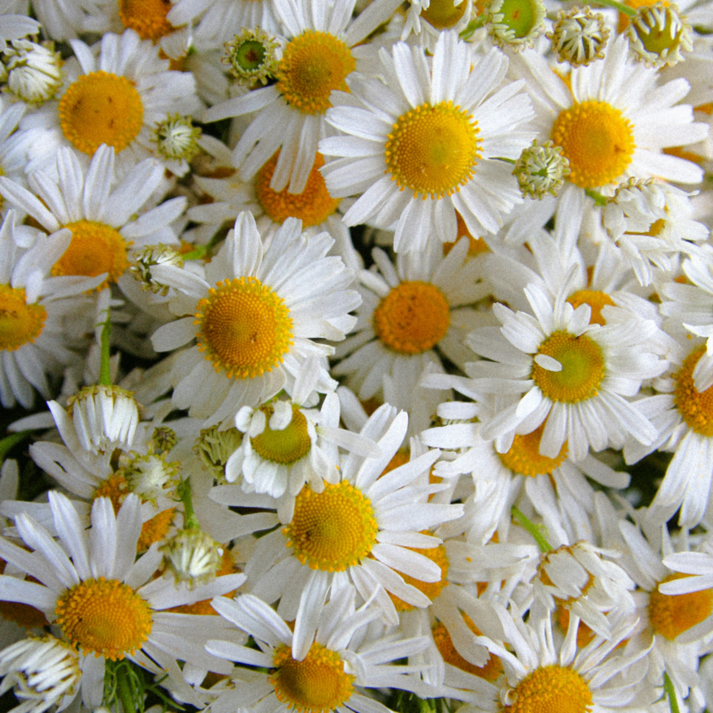 Chamomile