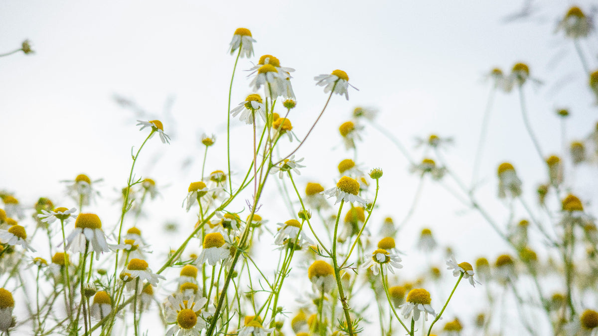 Field of chamomile flowers with green stems against a blurred background