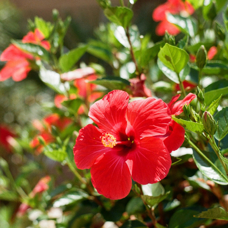Close-up of pink roses with green leaves