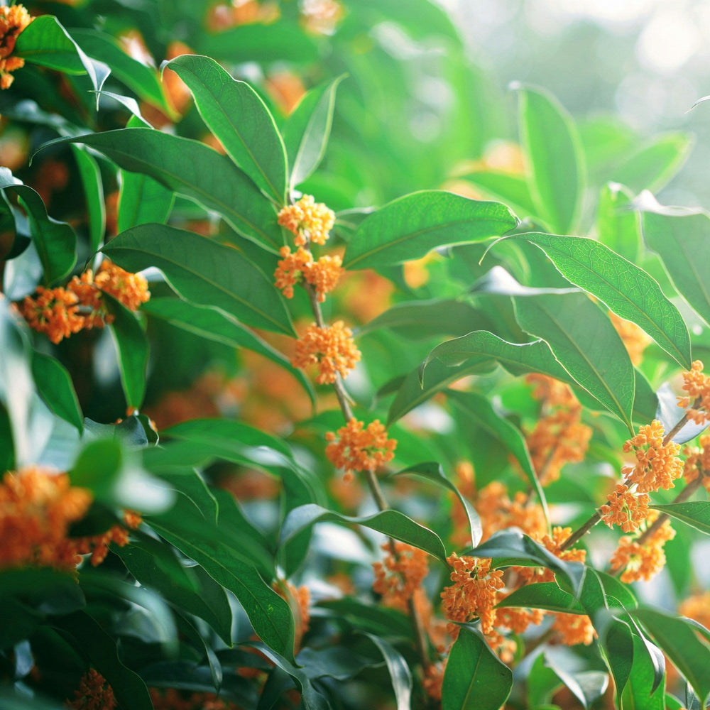 Close-up of a yellow st.john's wort flower with green leaves in the background