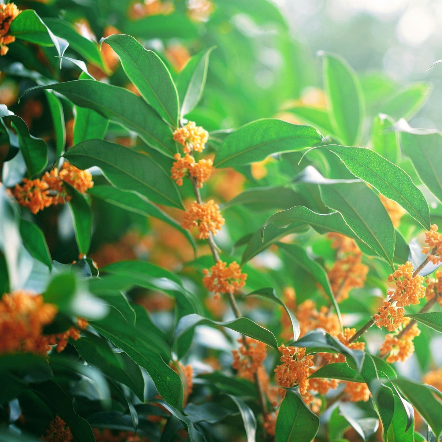 Close-up of a yellow st.john's wort flower with green leaves in the background