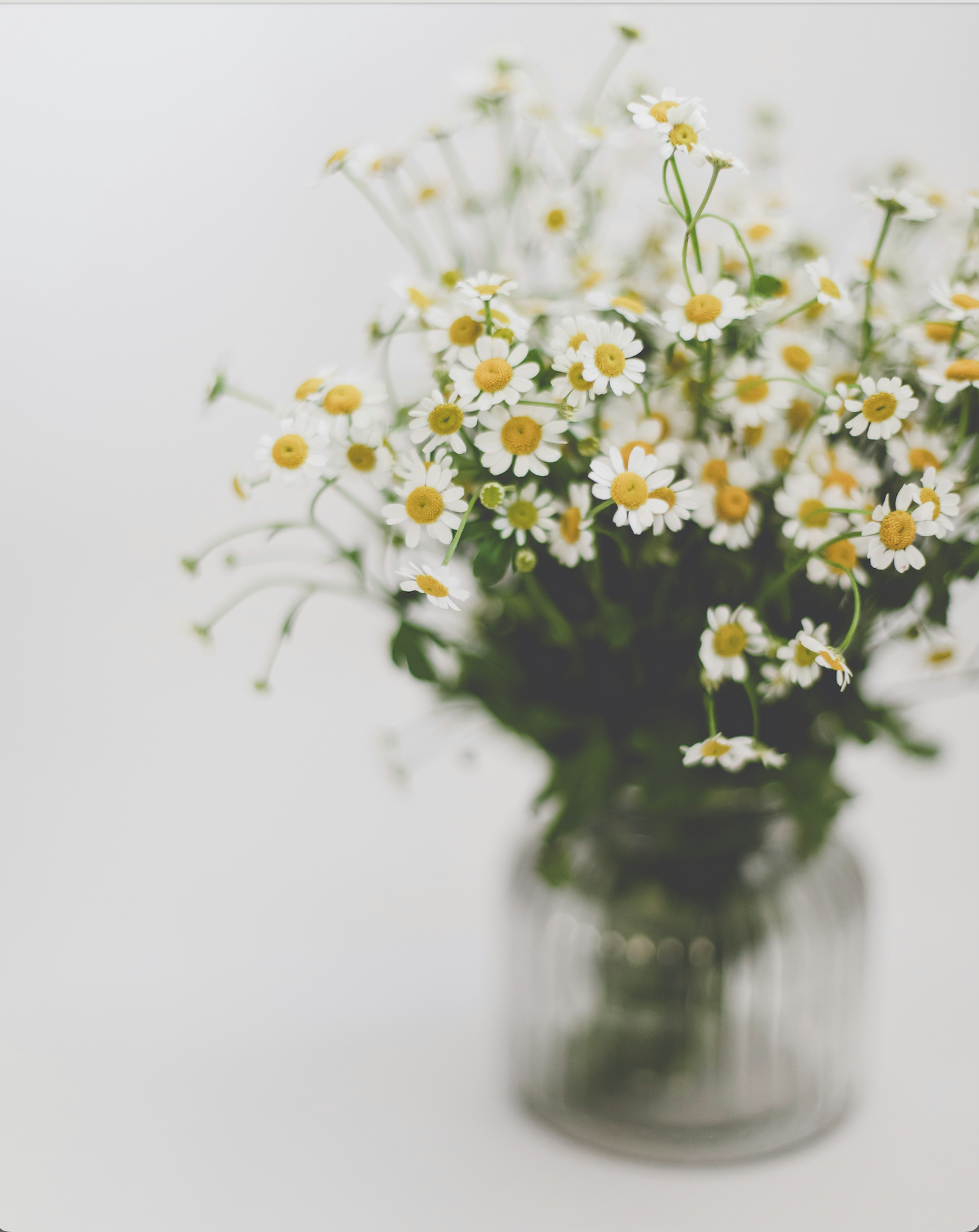 Bouquet of chamomile flowers in a clear vase on a light background