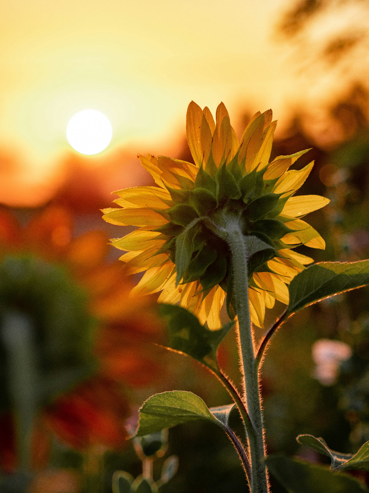 Sunflower with a sunset in the background