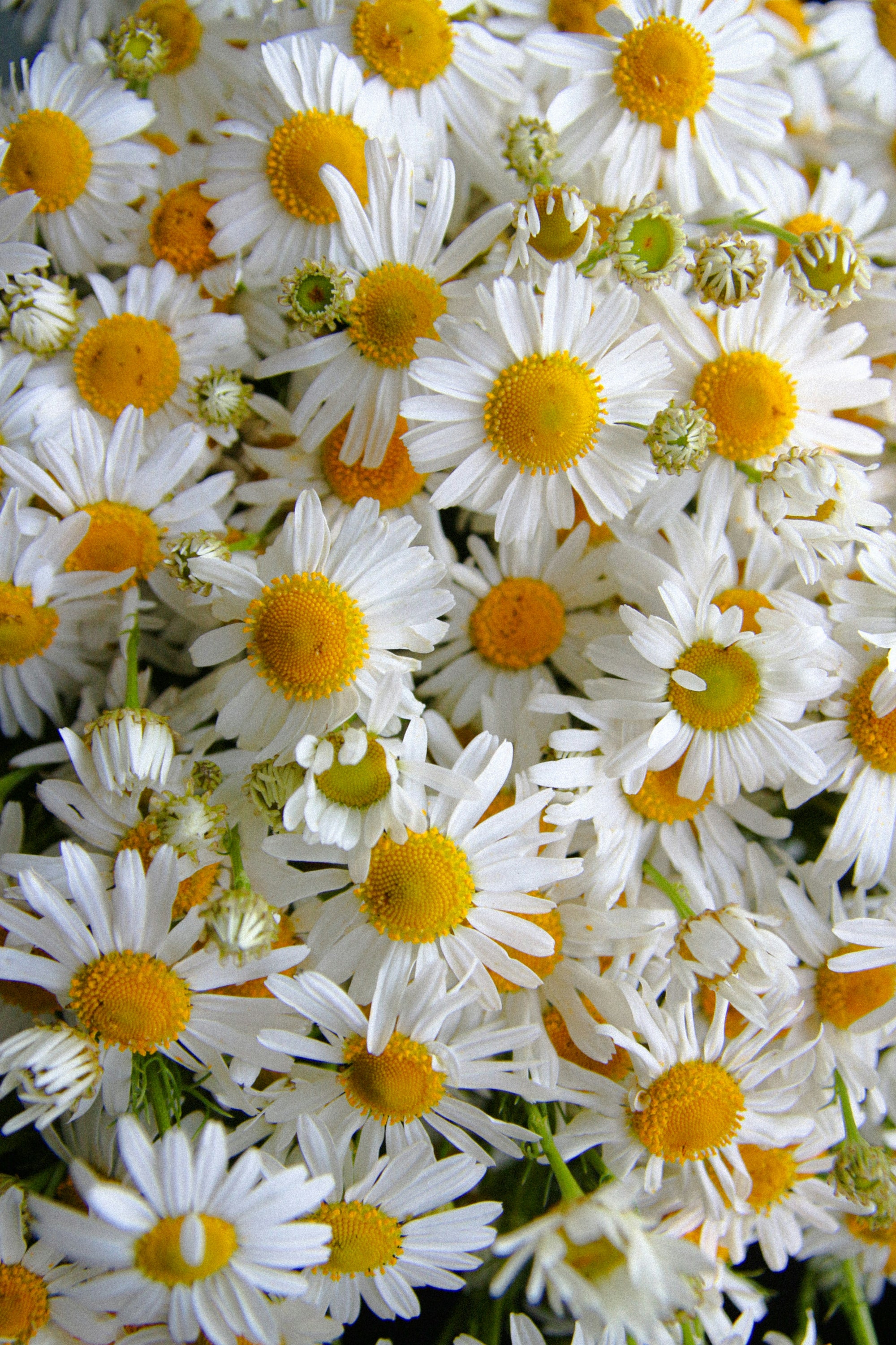 Chamomile