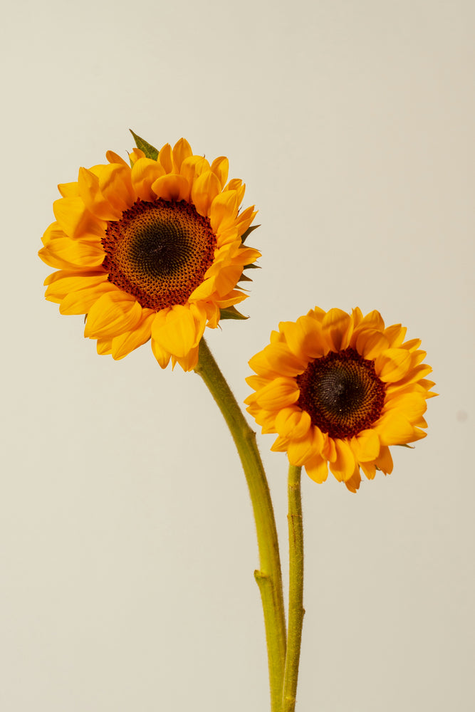 Petal-Packed Blends