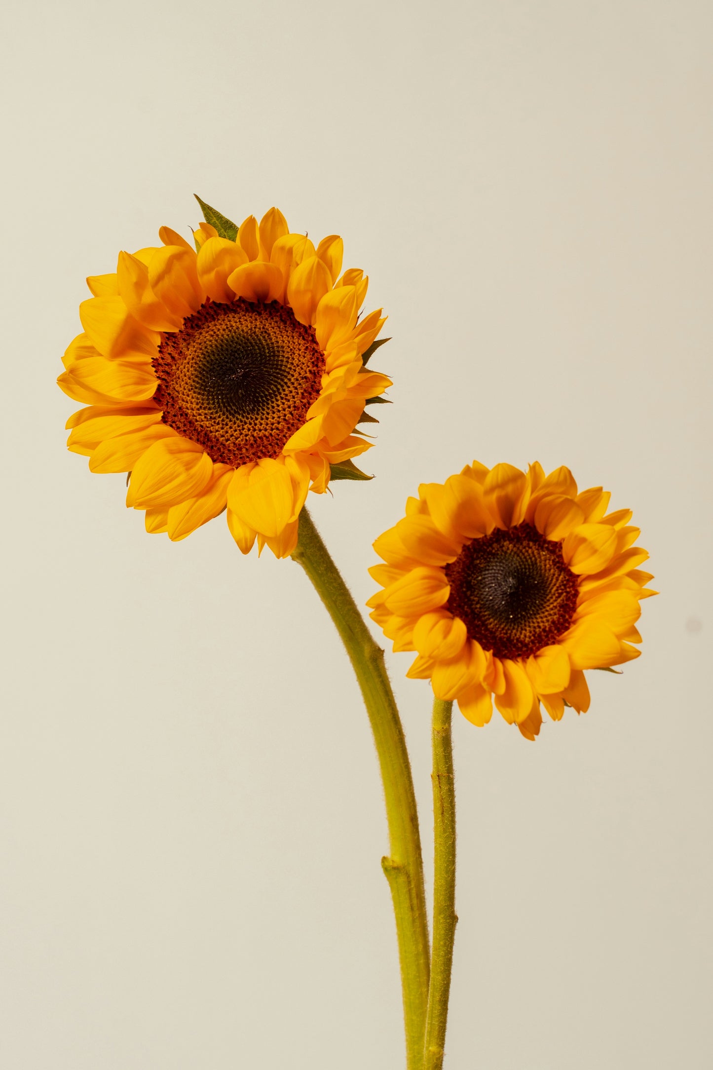 Petal-Packed Blends
