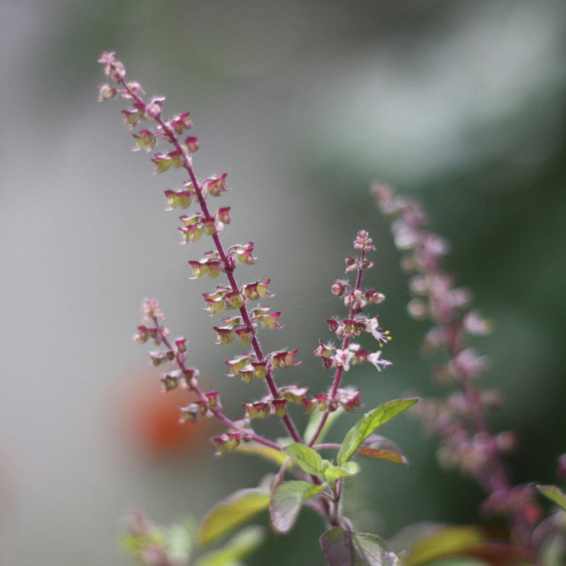 Close-up of a Tulsi (Holy Basil) plant with small pink flowers and green leaves against a blurred background
