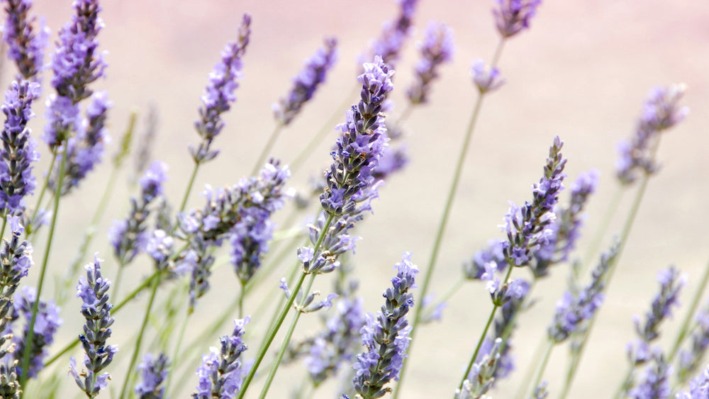 Close-up of lavender flowers with a soft pink background