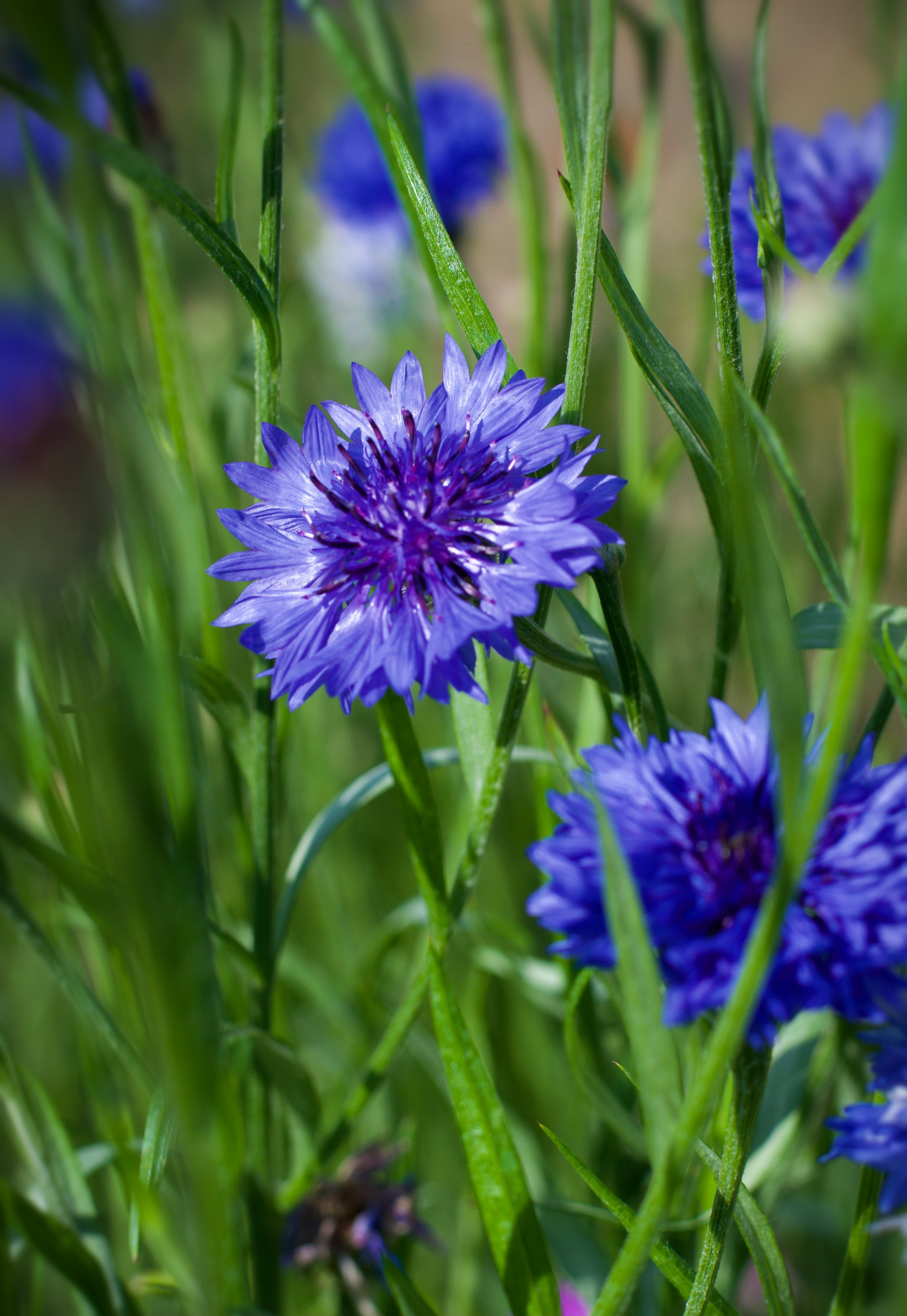 Cornflower