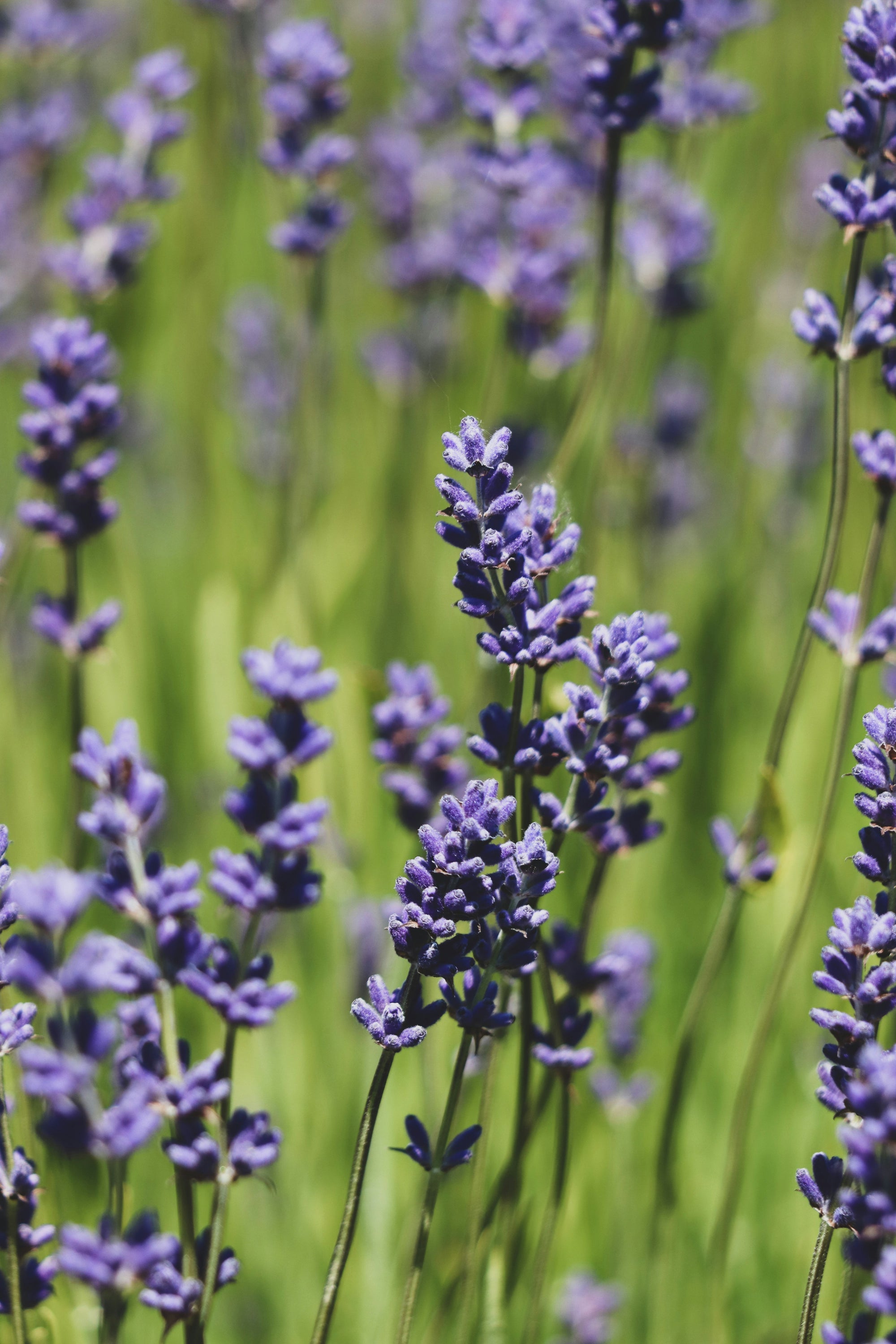 Lavender
