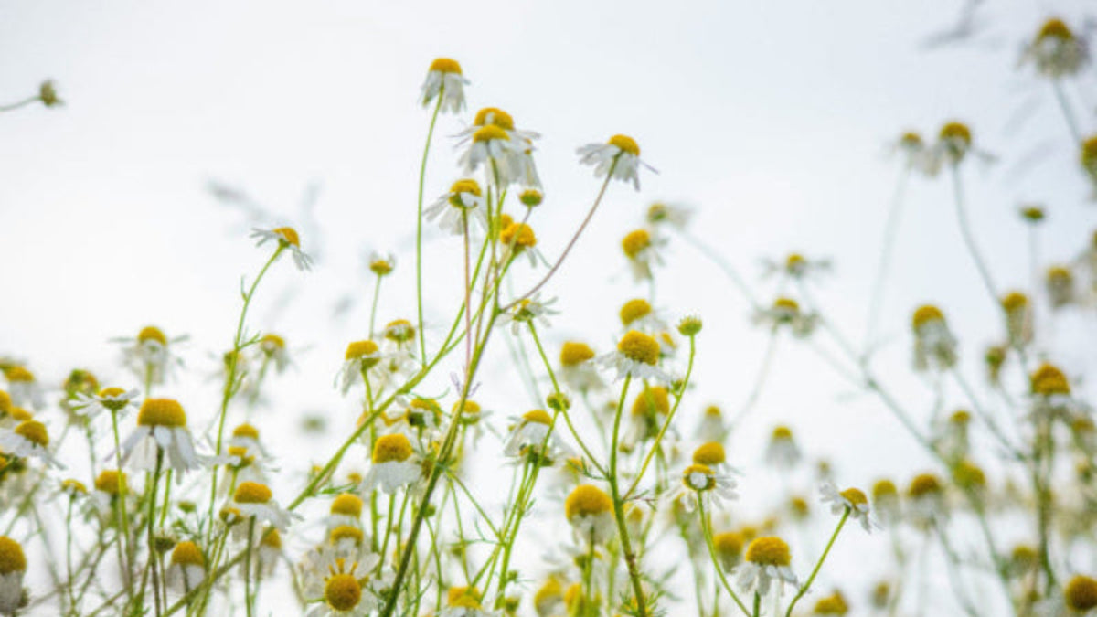 Field of chamomile flowers with green stems against a blurred background