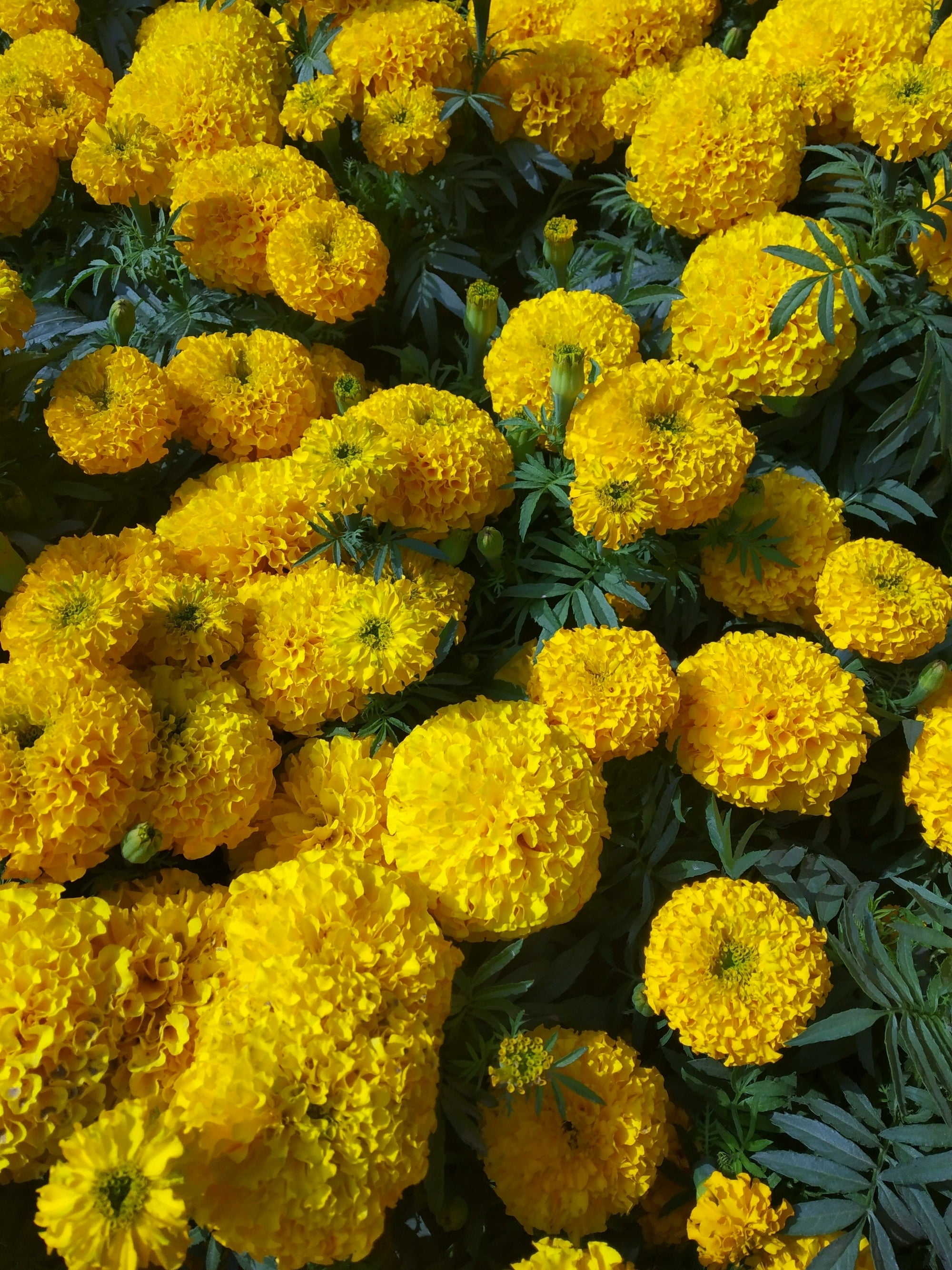 Marigold