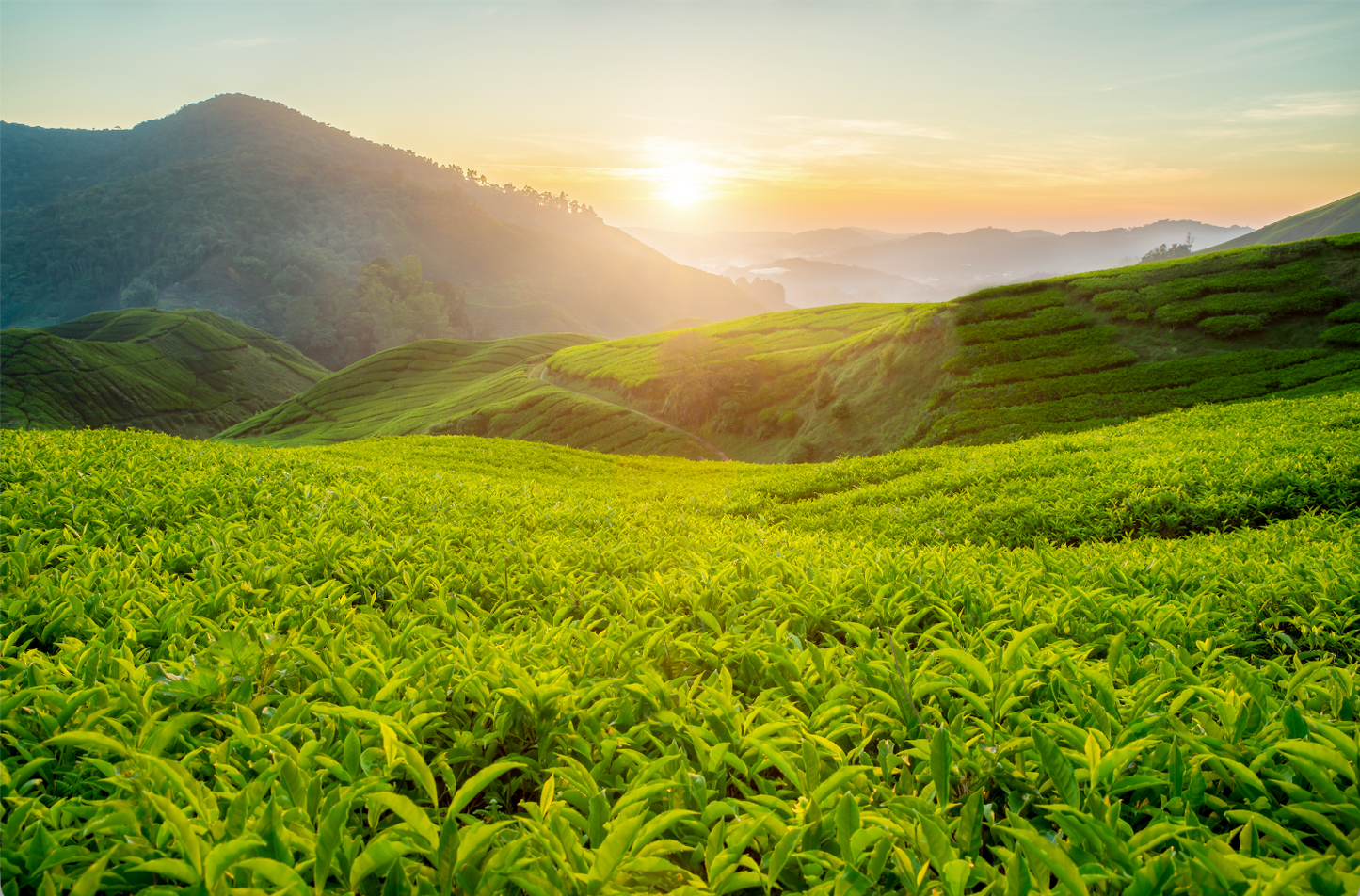 Sunrise over a lush green tea plantation with rolling hills in the background.