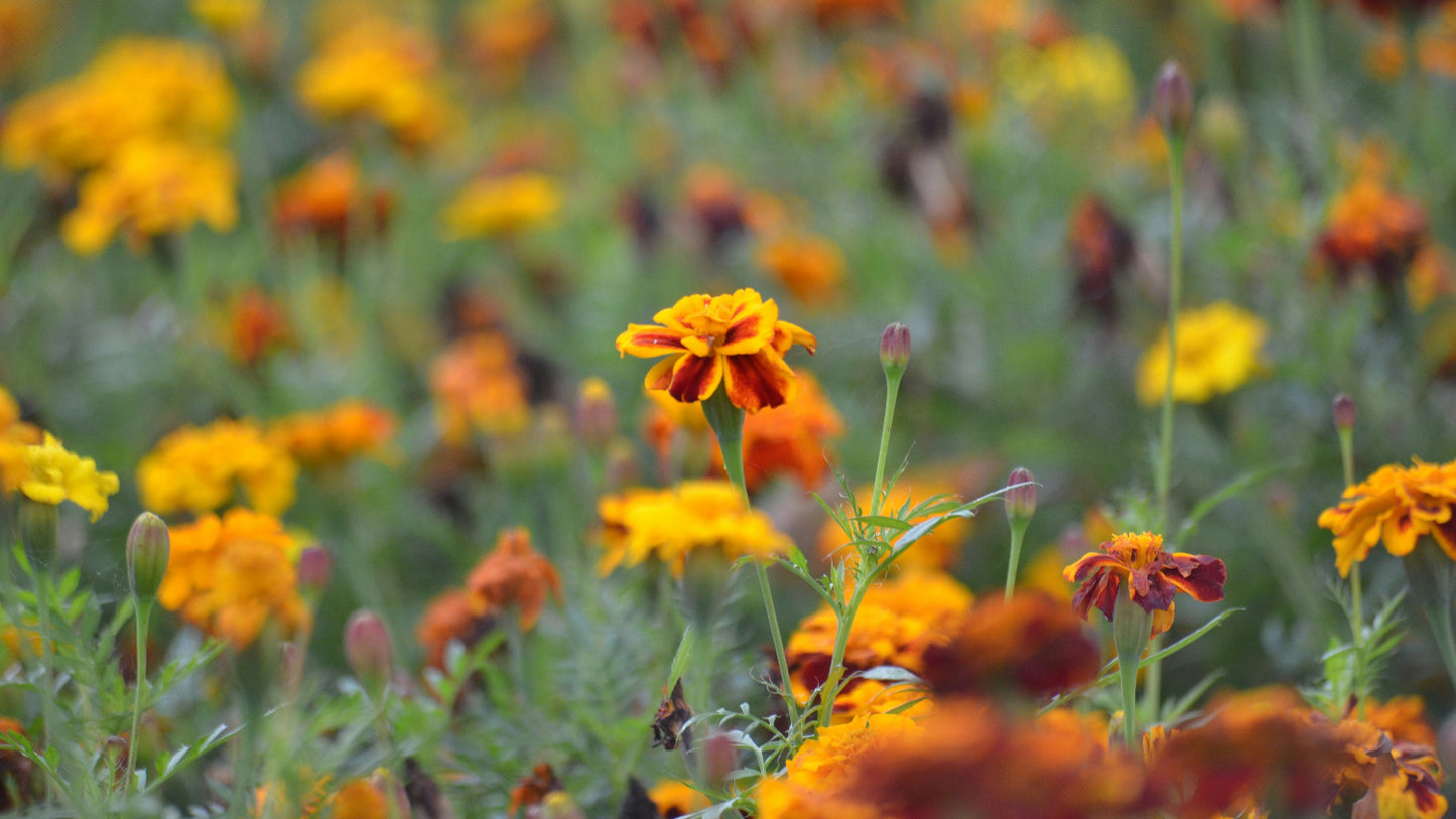 Field of marigold flowers with a soft focus effect